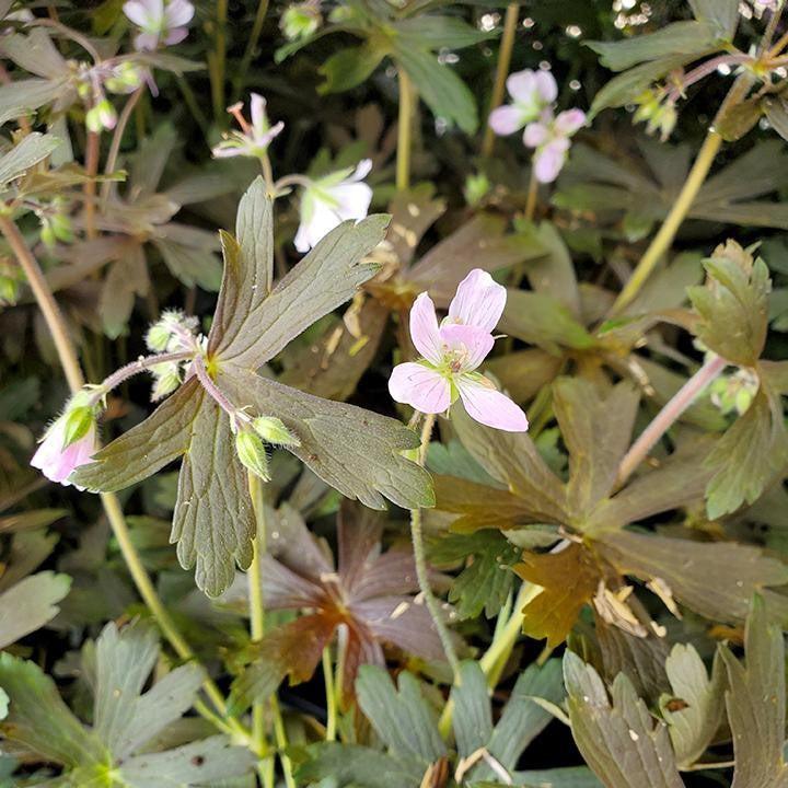 Geranium maculatum 'Espresso' ~ Espresso Wild Cranesbill-ServeScape