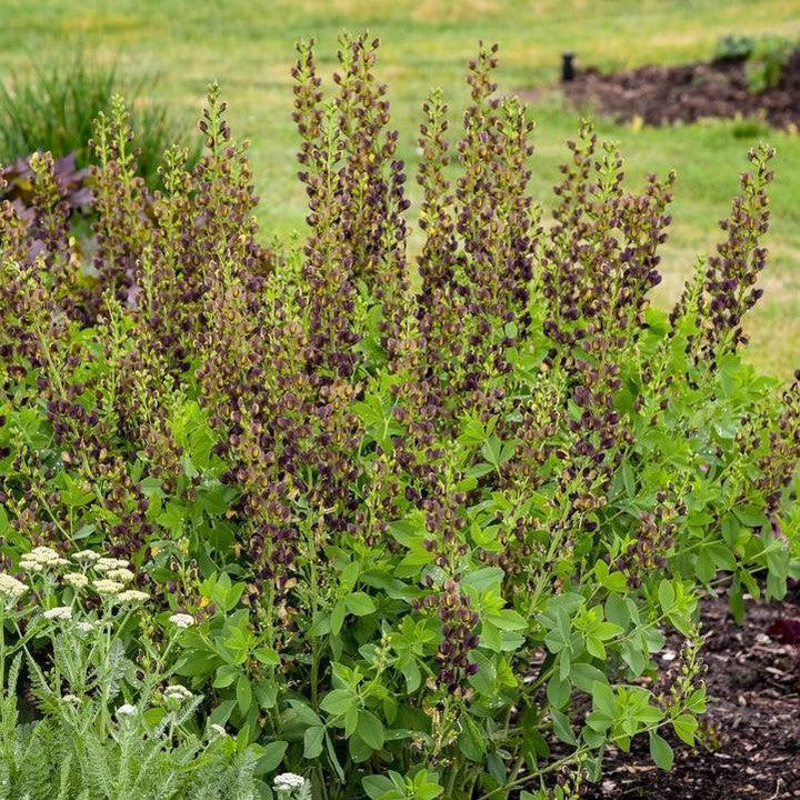 Baptisia 'Dark Chocolate' ~ Decadence® Dark Chocolate False Indigo-ServeScape