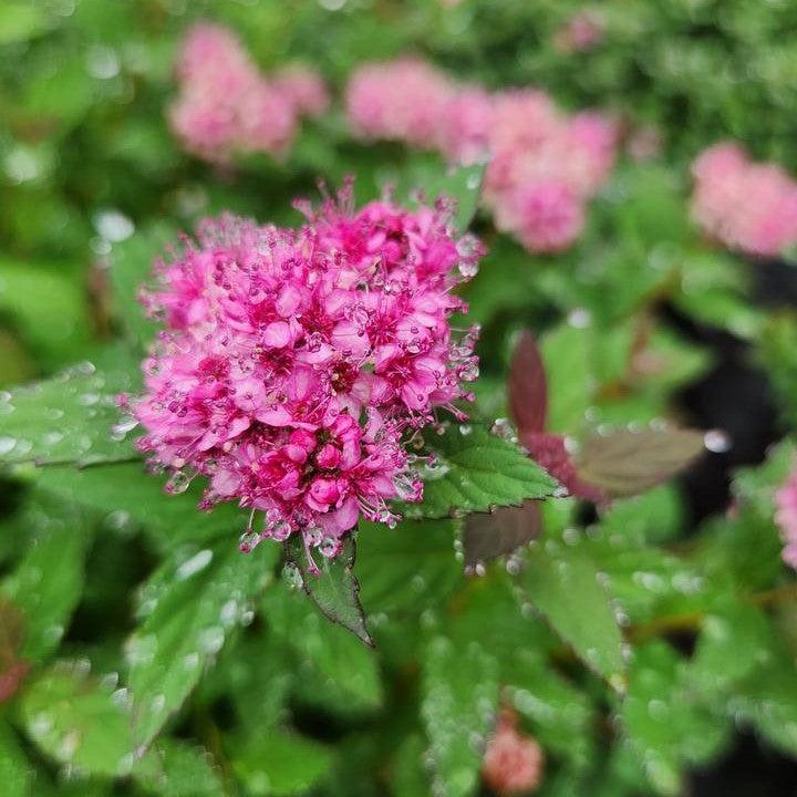 Spiraea japonica 'Odessa' ~ Bloomin' Easy® Poprocks® Petite Spirea-ServeScape