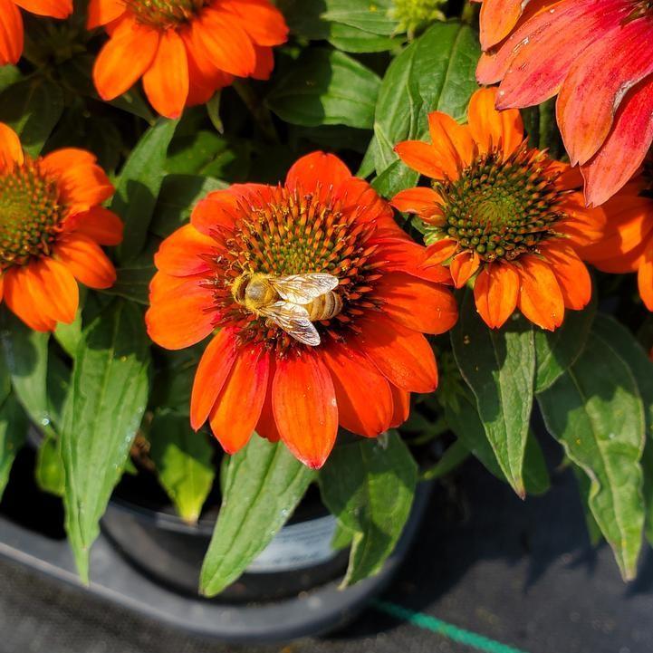 Echinacea 'Balsomstor' ~ Sombrero® Fiesta Orange Coneflower-ServeScape