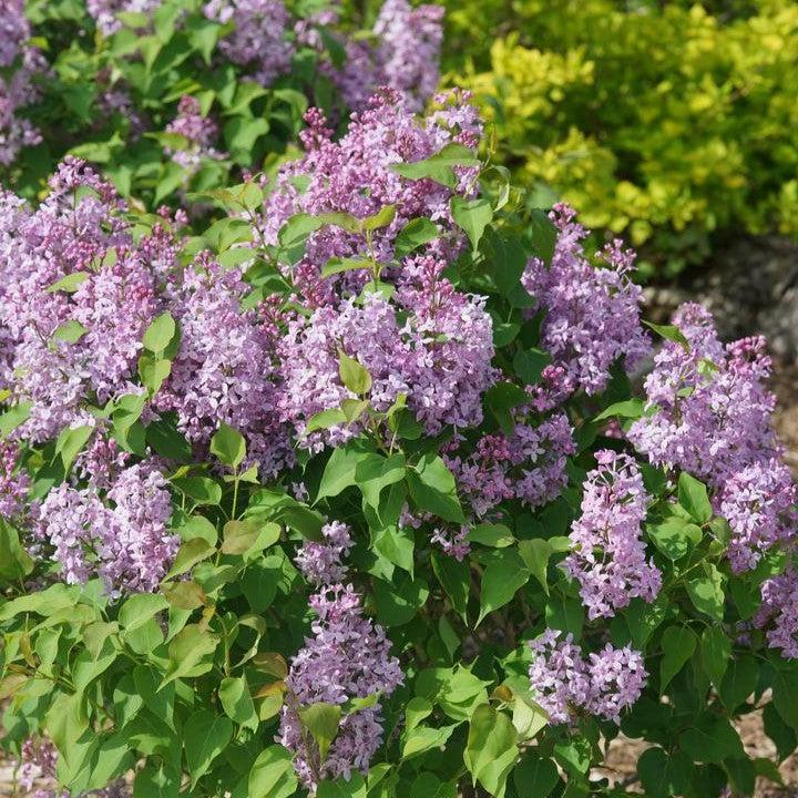 Syringa x hyacinthiflora 'SMNSHSO' ~ Scentara® Pura Lilac-ServeScape