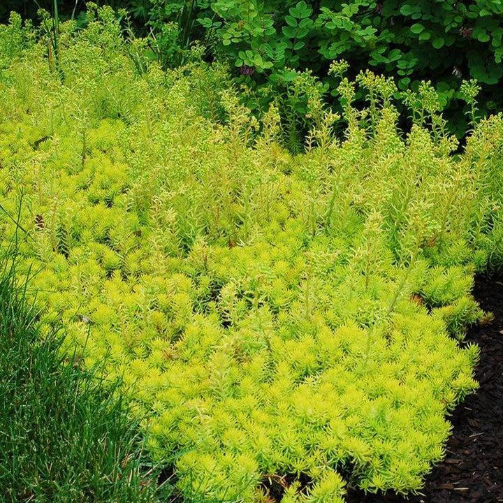Sedum rupestre 'Prima Angelina' ~ Prima Angelina Stonecrop-ServeScape