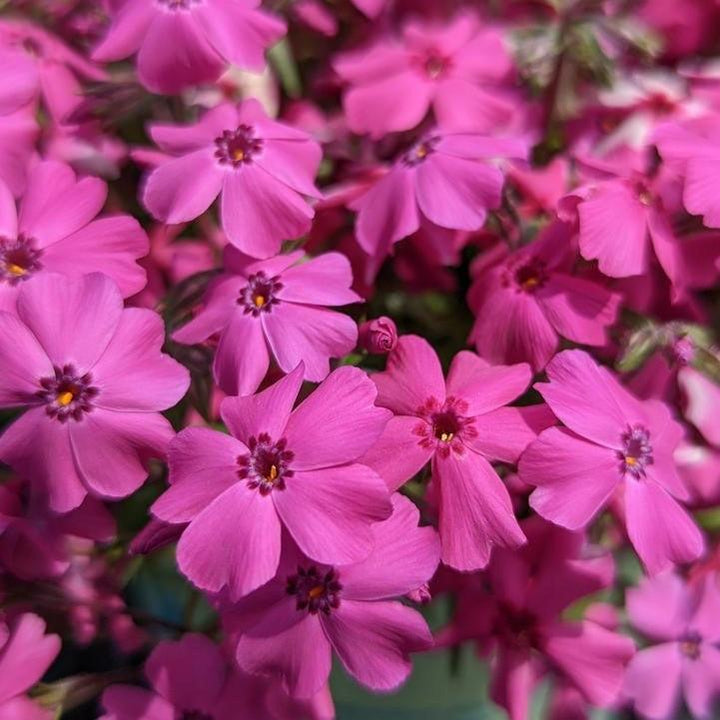 Phlox subulata 'Spring Hot Pink' ~ Spring Hot Pink Creeping Phlox-ServeScape