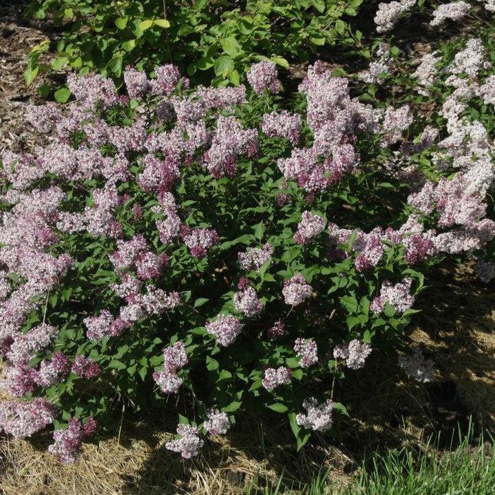Syringa x 'SMNSDTP' ~ Baby Kim® Lilac-ServeScape