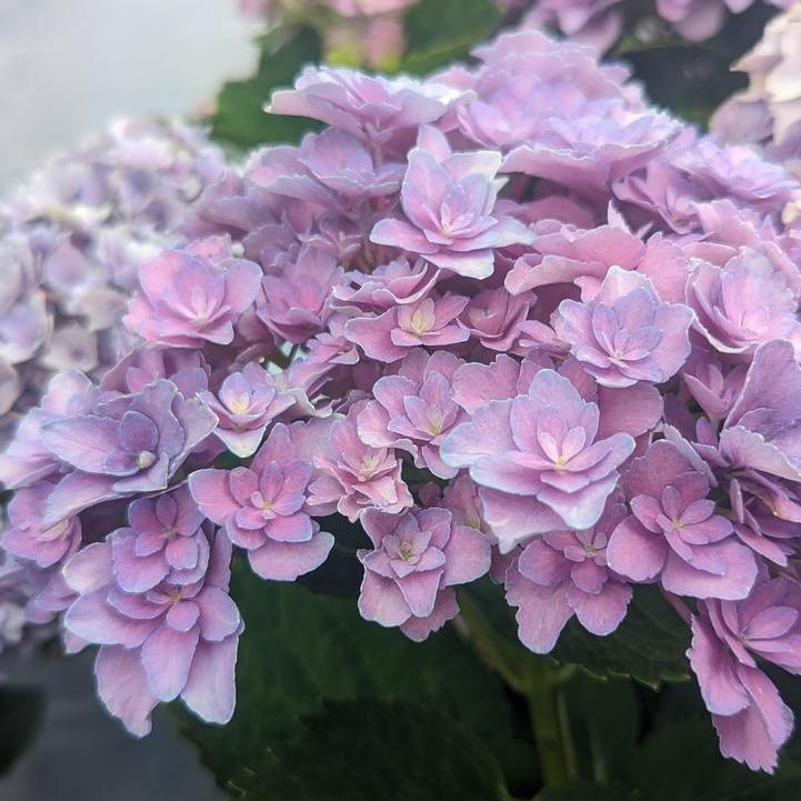 Hydrangea macrophylla ‘Hortmafarfa’ PP32,164 ~ Starfield™ Hydrangea-ServeScape