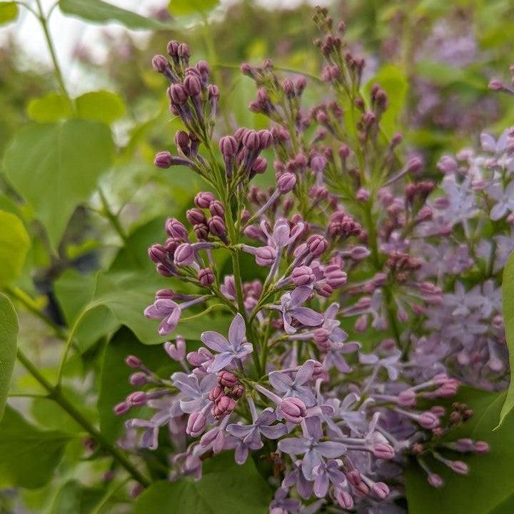 Syringa vulgaris 'G13099' ~ New Age™ Lavender Lilac-ServeScape