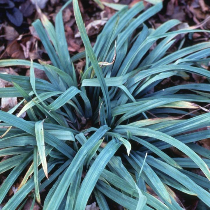 Carex flaccosperma ~ Blue Wood Sedge-ServeScape
