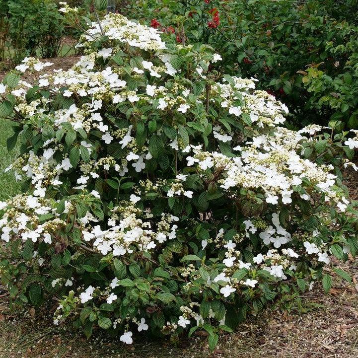 Viburnum plicatum var. tomentosum 'NCVP1' ~ Steady Eddy® Doublefile Viburnum-ServeScape
