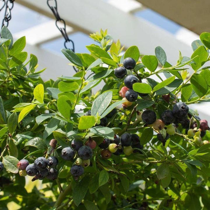 Vaccinium corymbosum hybrid 'FC12-029' ~ Bushel and Berry® Sapphire Cascade Blueberry-ServeScape