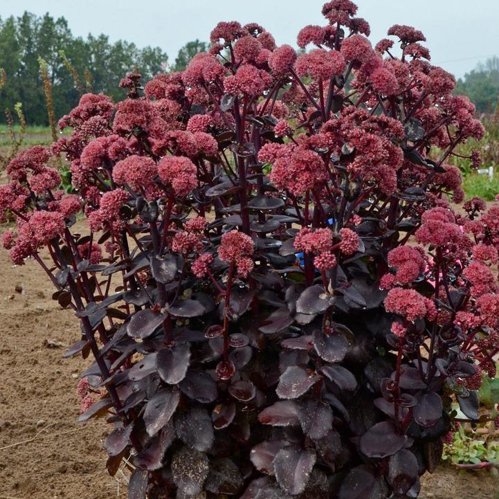 Sedum 'Night Embers' ~ Night Embers Stonecrop-ServeScape