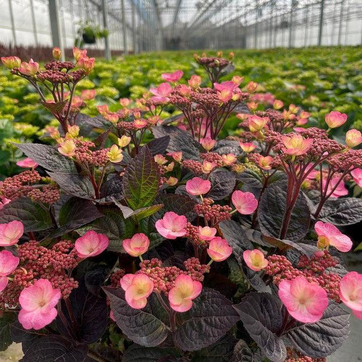 Hydrangea serrata 'JPD01' ~ Pink Dynamo™ Hydrangea-ServeScape