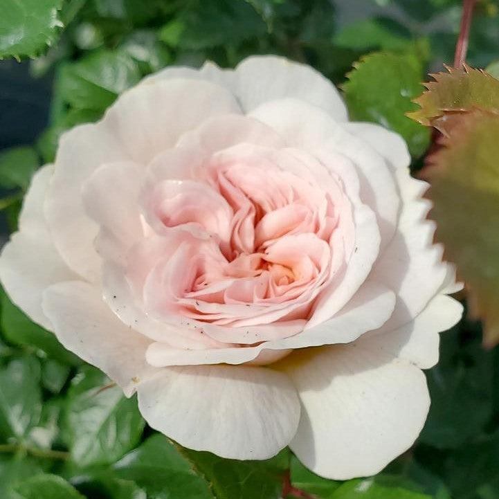 Rosa 'Ausearnshaw' ~ Emily Bronte Rose-ServeScape