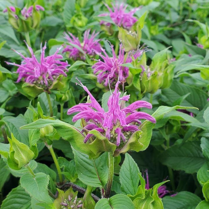 Monarda'Blaustrumpf' ~ Blue Stocking Bee Balm-ServeScape
