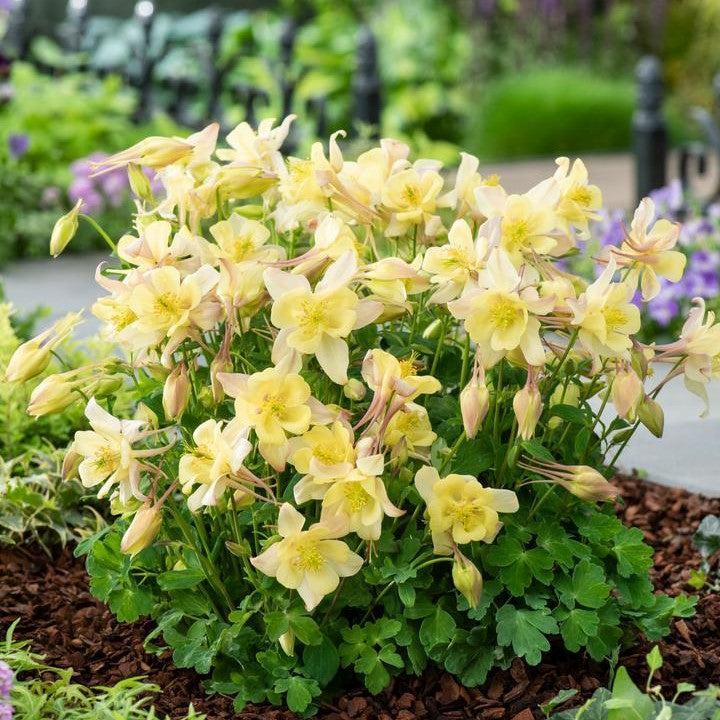 Aquilegia 'PAS1258489' ~ Earlybird™ Yellow Columbine-ServeScape