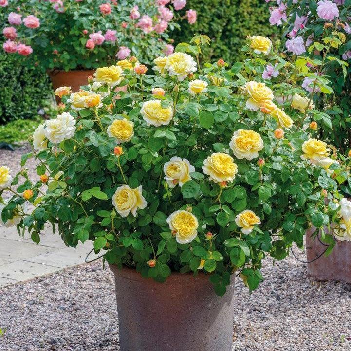 Rosa 'Auspeet' ~ Charles Darwin® Rose-ServeScape