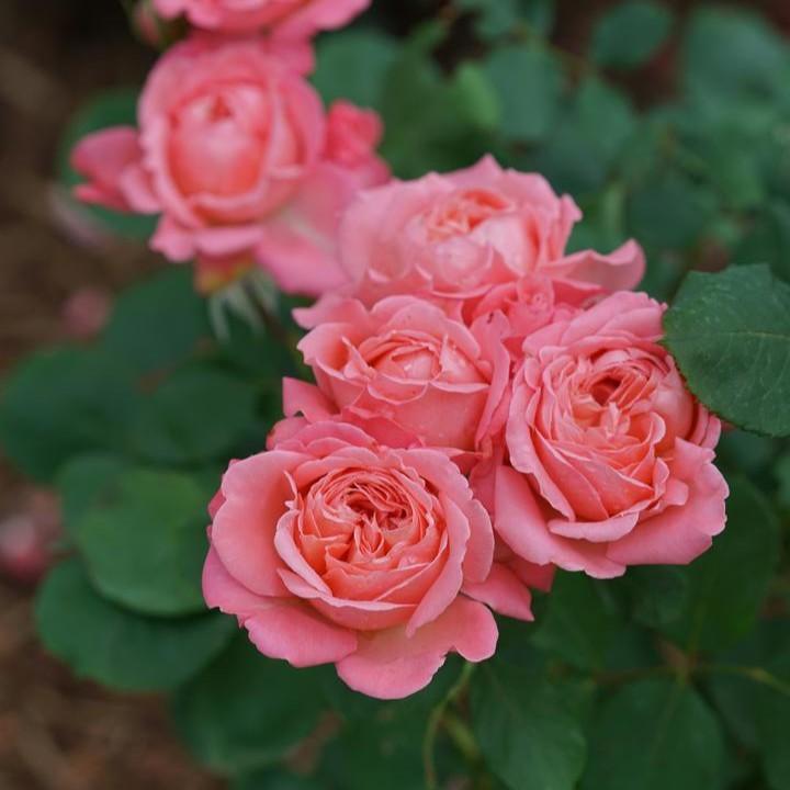 Rosa x 'BOZFRA221' ~ Reminiscent™ Coral Rose-ServeScape