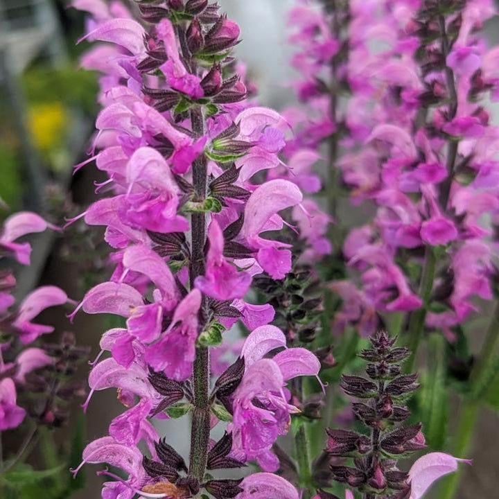 Salvia 'Back to the Fuchsia' ~ Color Spires® Back to the Fuchsia Salvia-ServeScape