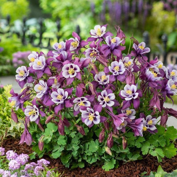 Aquilegia 'PAS1258486' ~ Earlybird™ Purple White Columbine-ServeScape
