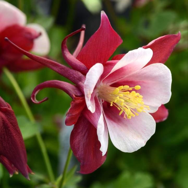 Aquilegia 'PAS1258484' ~ Earlybird™ Red White Columbine-ServeScape