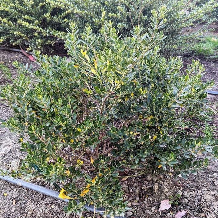 Ilex glabra 'Alexander' ~ Forever Emerald™ Inkberry-ServeScape