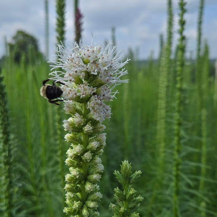 Liatris spicata 'Alba' ~ White Blazing Star-ServeScape