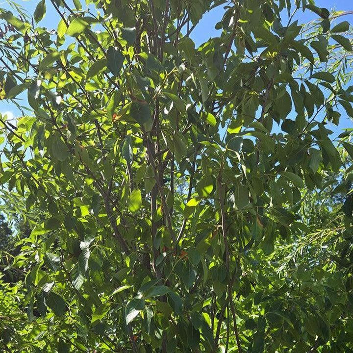 Nyssa sylvatica 'WFH1' ~ Tupelo Tower™ Blackgum-ServeScape