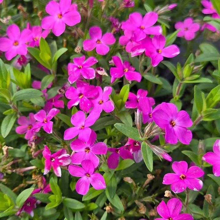 Phlox hybrid 'Woodlander Pink' ~ Woodlander Pink Phlox-ServeScape
