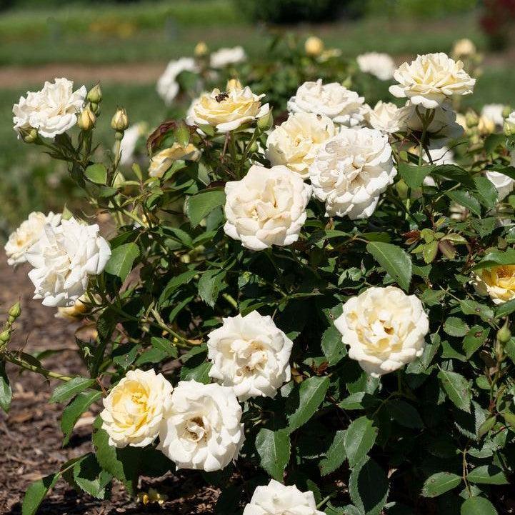 Rosa ‘Meidevi' PP 35,825 ~ Buttercream Drift® Rose-ServeScape
