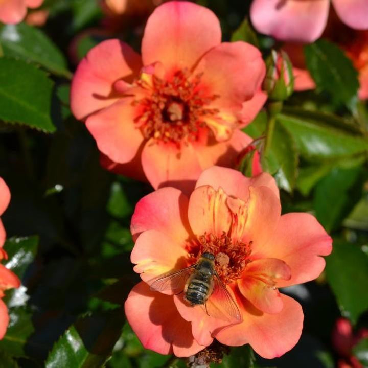 Rosa x 'Noa813219' ~ Flower Carpet® Peach Rose-ServeScape