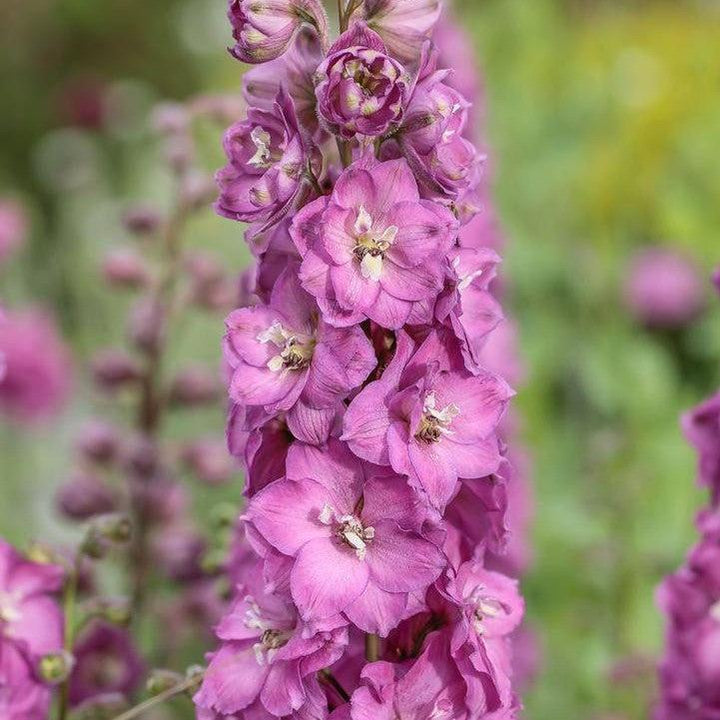 Delphinium x 'Chantay' ~ Delgenius™ Chantay Delphinium-ServeScape