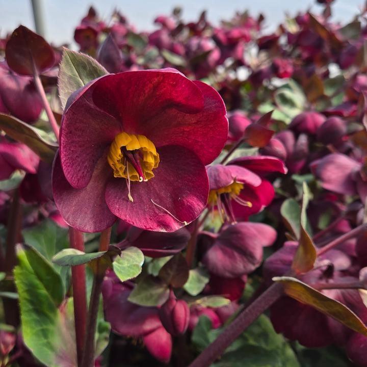 Helleborus x hybridus 'Vibey Velvet' ~ FrostKiss™ Vibey Velvet™ Lenten Rose-ServeScape