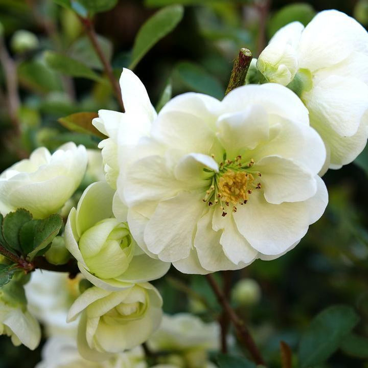 Chaenomeles speciosa 'SMNCSDW' PP35018 ~ PW® Double Take™ Eternal White® Flowering Quince-ServeScape