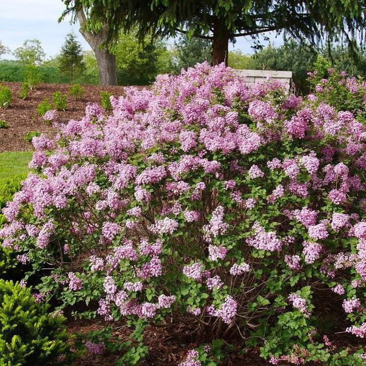 Syringa x 'SMNSPTP' ~ Bloomerang® Purpink Lilac-ServeScape