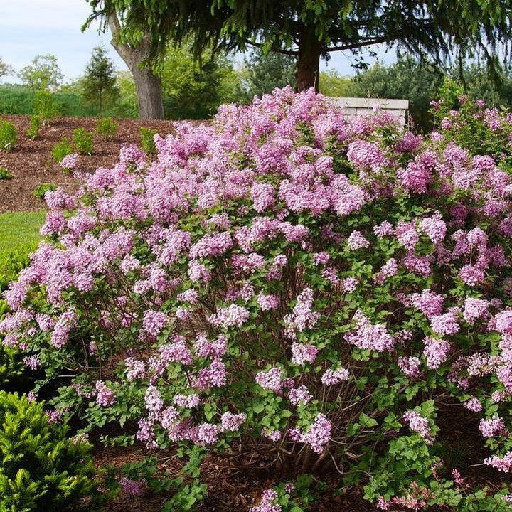 Syringa x 'SMNSPTP' ~ Bloomerang® Purpink Lilac-ServeScape