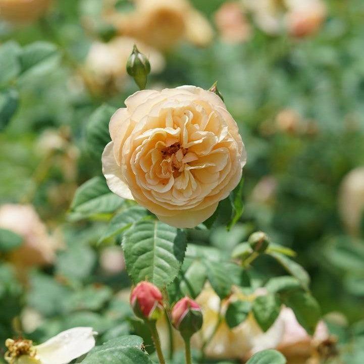 Rosa x 'Boznatafra' ~ PW® Flavorette® Honey-Apricot Rose-ServeScape