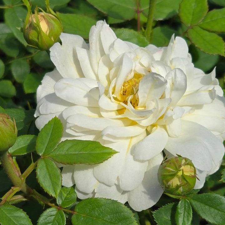Rosa 'Auspital' ~ Nye Bevan™ Rose-ServeScape