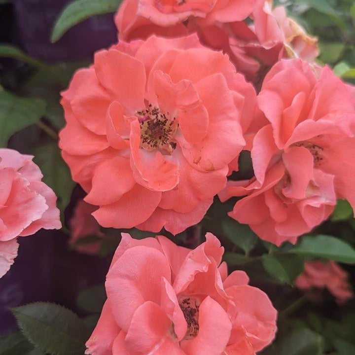 Rosa 'BAIdre' ~ First Editions® Patriot Dream Rose-ServeScape
