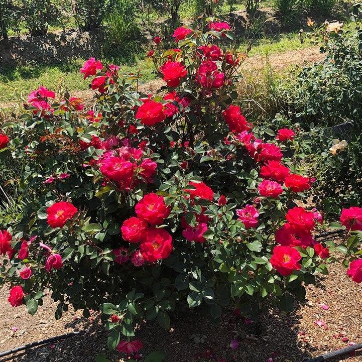 Rosa 'VLR13003' ~ Bloomin' Easy® Cinnamon Hearts™ Rose-ServeScape