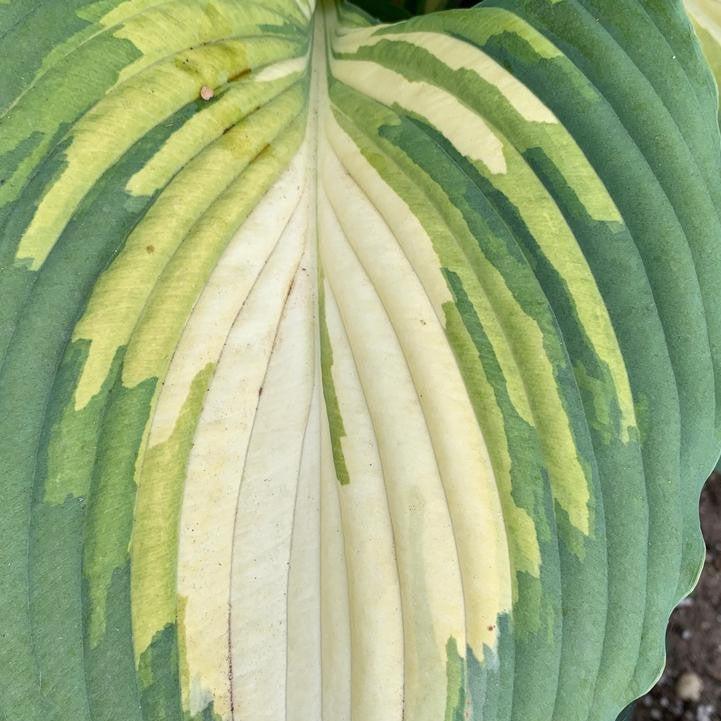 Hosta 'Love Story' ~ PW® Shadowland® Love Story Hosta-ServeScape