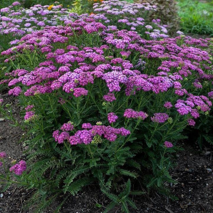 Achillea ’Firefly Fuchsia’ ~ PW® Firefly Fuchsia Yarrow-ServeScape