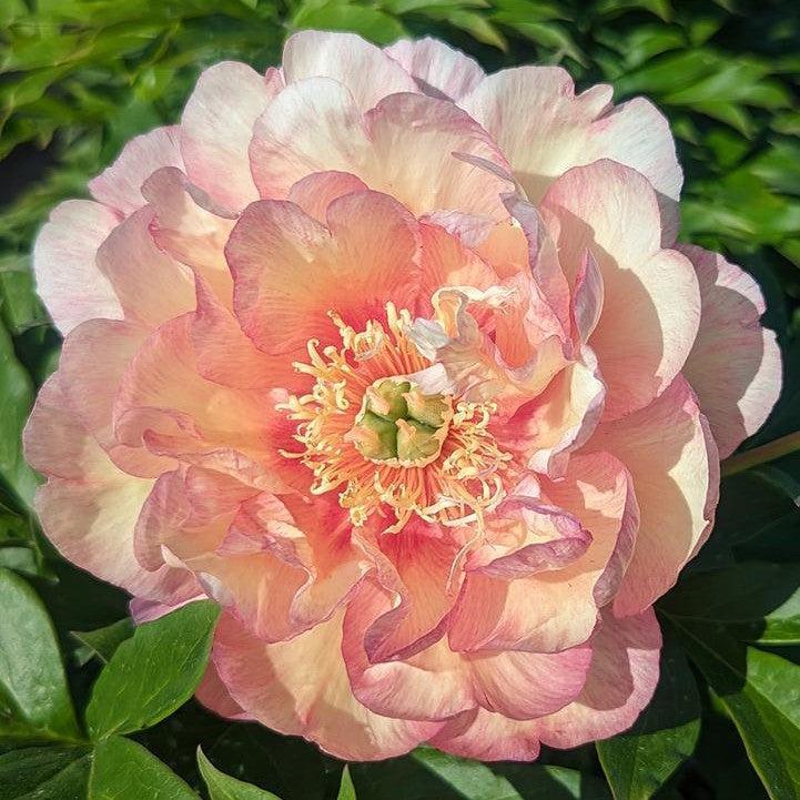 Paeonia 'Scrumdiddlyumptious' ~ Scrumdiddlyumptious Itoh Peony-ServeScape