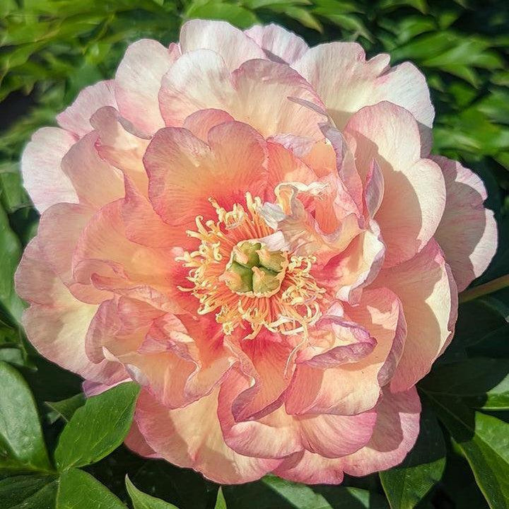 Paeonia 'Scrumdiddlyumptious' ~ Scrumdiddlyumptious Itoh Peony-ServeScape