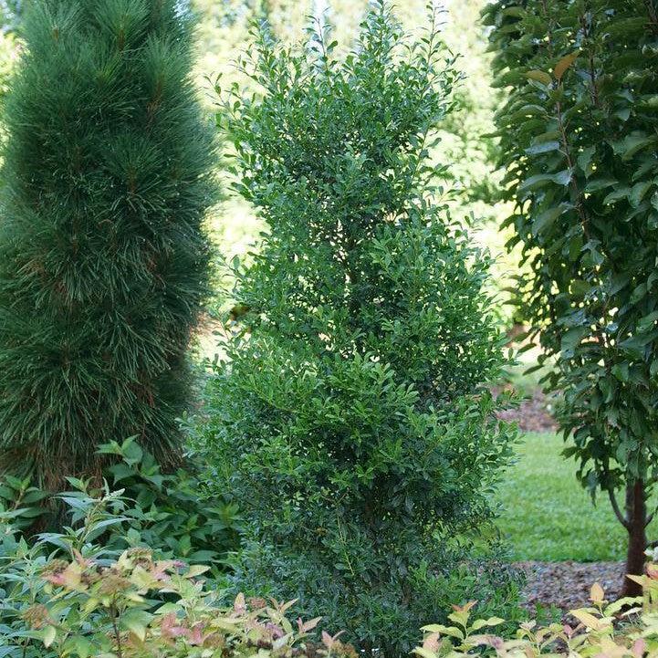Ilex glabra 'SMNIGLA' ~ Squeeze Box® Inkberry Holly-ServeScape
