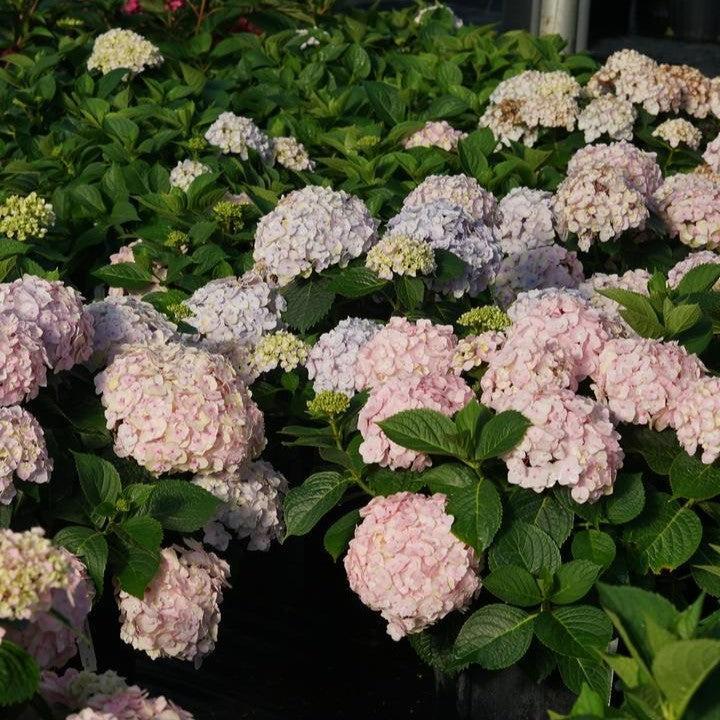 Hydrangea macrophylla 'SMNHMC' ~ Wee Bit Innocent® Hydrangea-ServeScape