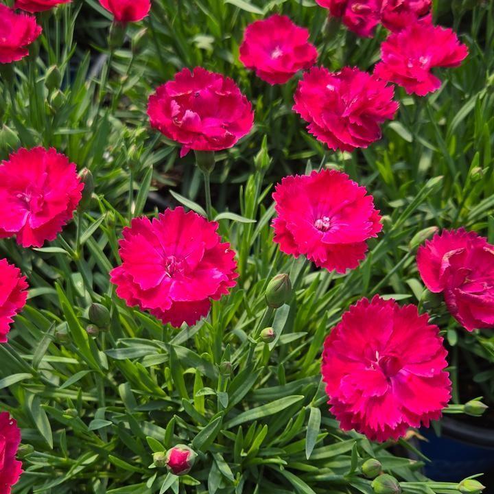 Dianthus gratianopolitanus ‘G19-159‘ ~ Glamour Time™ Dianthus-ServeScape