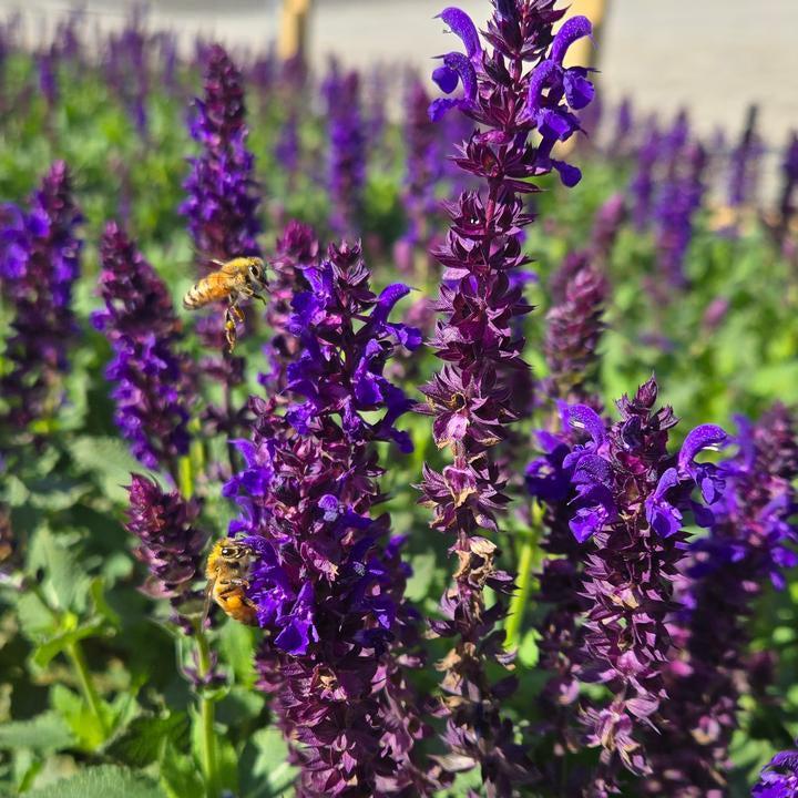 Salvia x nemorosa 'Balsalpur154' ~ Perpetual Purple™ Meadow Sage-ServeScape
