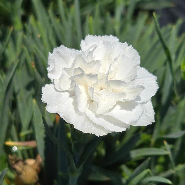 Dianthus 'Whipped Cream' ~ PW® Fruit Punch® Whipped Cream Dianthus-ServeScape