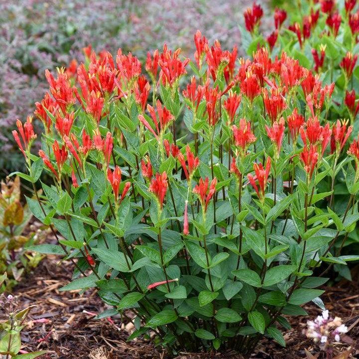Spigelia marilandica 'Orange Slices' ~ Orange Slices Indian Pink-ServeScape