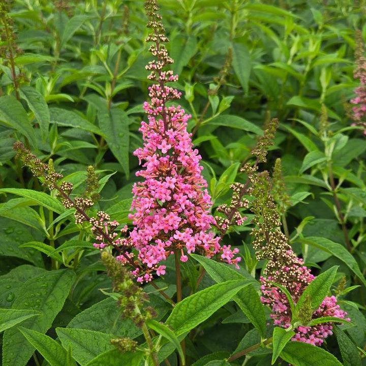 Buddleia davidii 'Bailbudone' ~ First Editions® Trippy Pink® Butterfly Bush-ServeScape