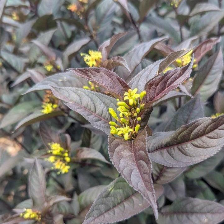 Diervilla rivularis 'SMNDSN' ~ Kodiak® Jet Black Honeysuckle-ServeScape